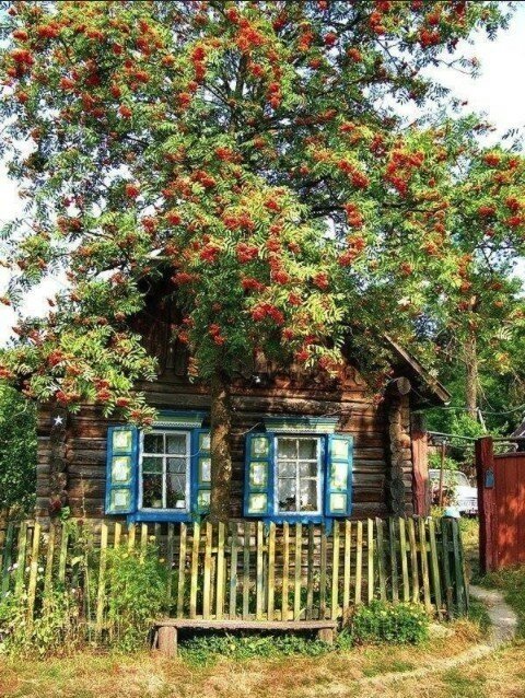 домик в деревне с рябиной фото