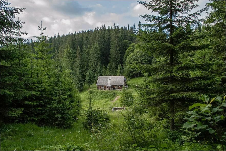 домик в глуши леса фото