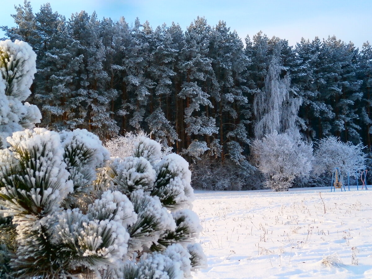 дорога лес иней зима фото