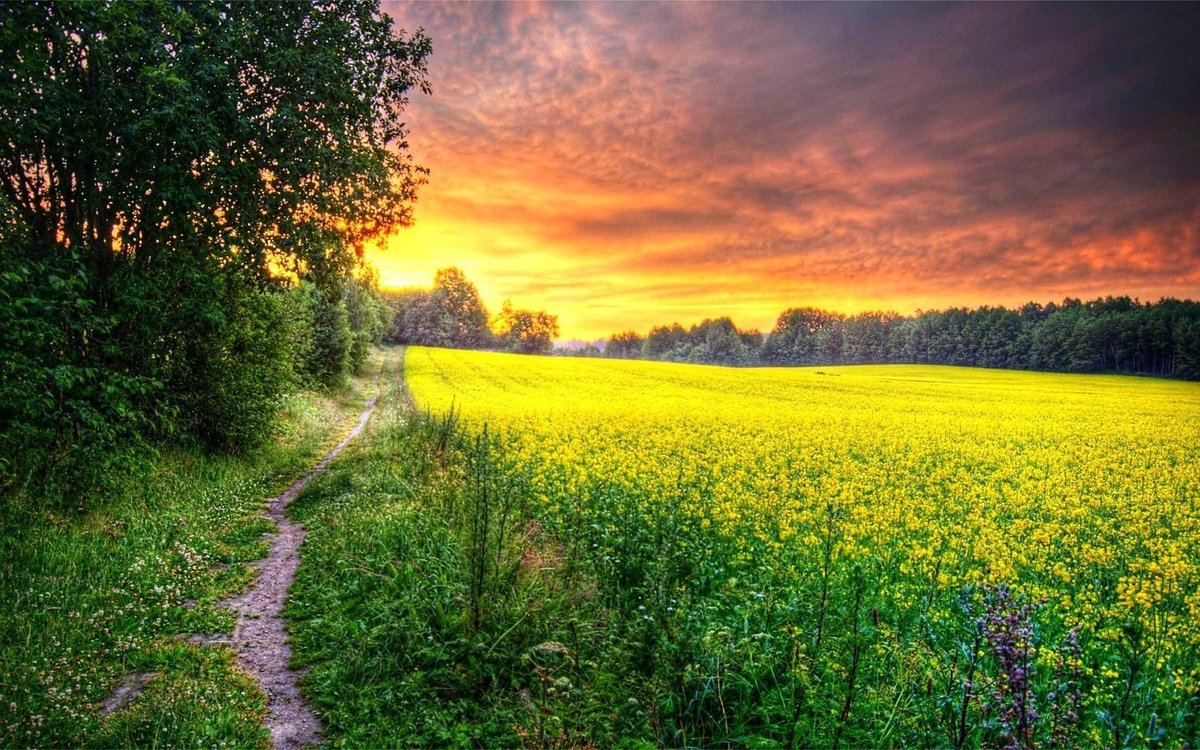 дорога в поле рассвет фото