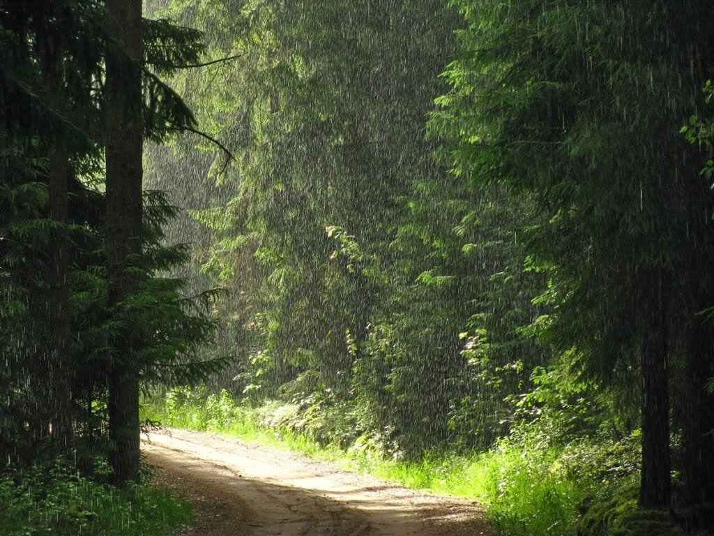 дождь в лесу фото