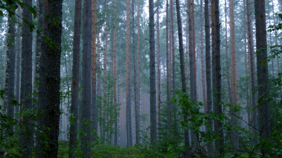 дождь в лесу фото на рабочий стол фото