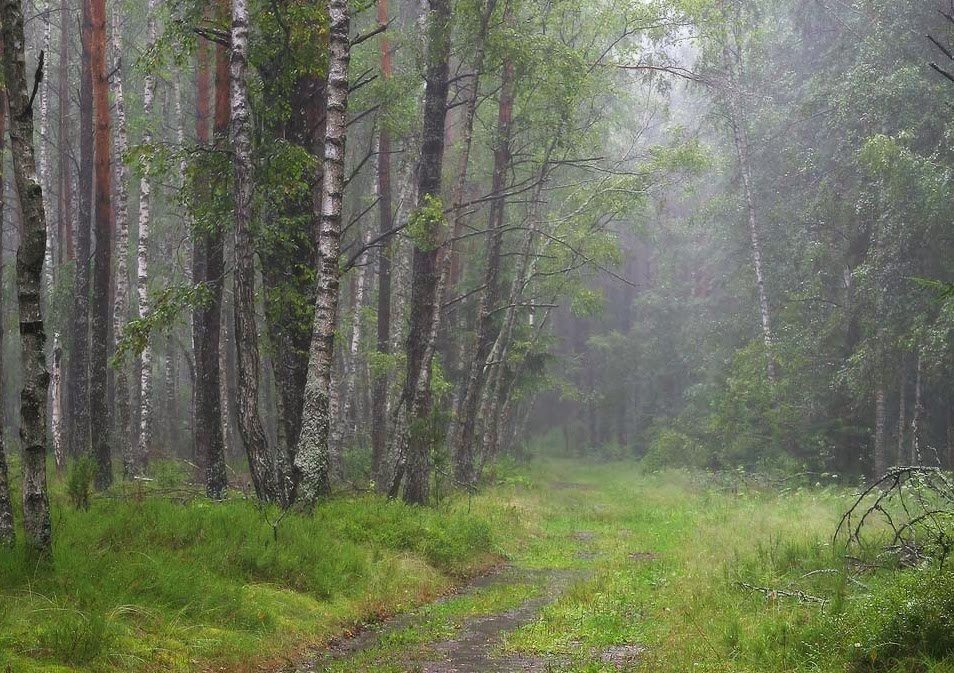 дождь в лесу картинки фото