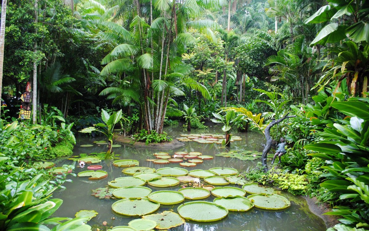 джунгли растения водоем фото