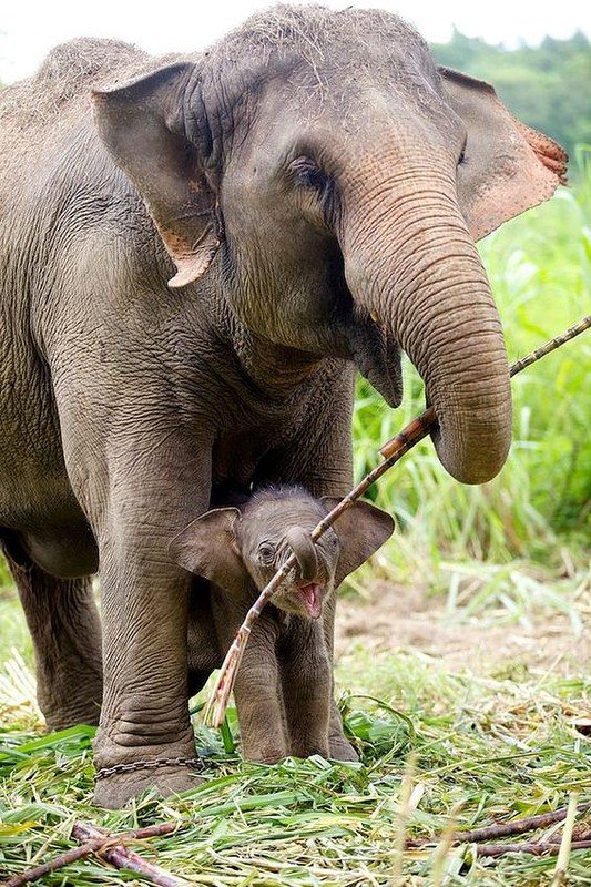 Elephant Elephant фото