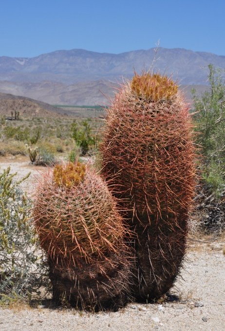 ferocactus cylindraceus фото