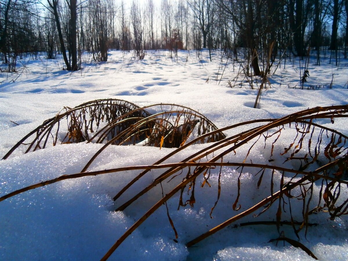 февраль картинки природы фото