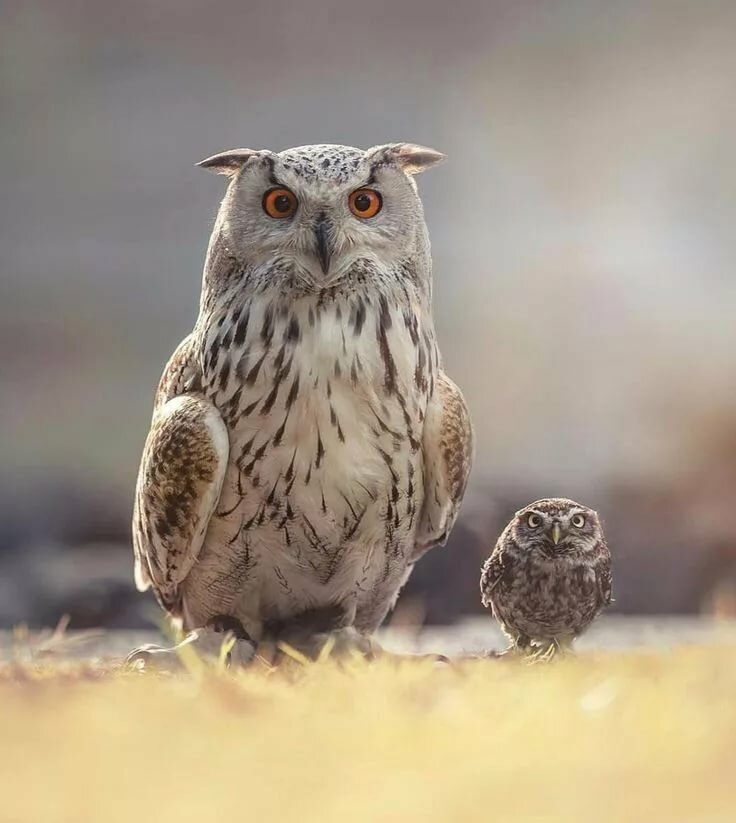филин фото