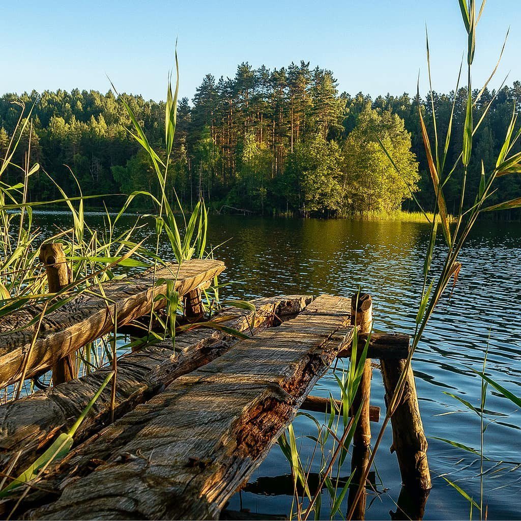 фото болота с камышами фото