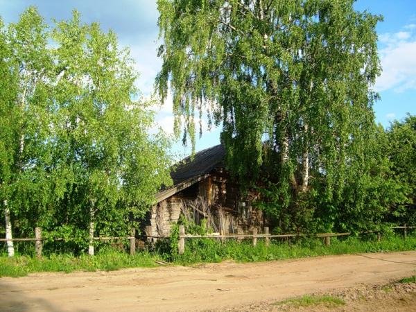 фото деревенского дома с березой фото
