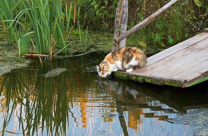 фото коты на речке фото