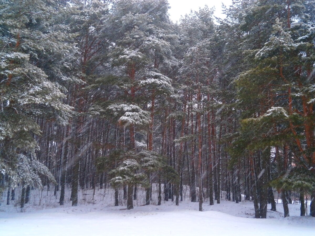фото лес татарстан зима фото
