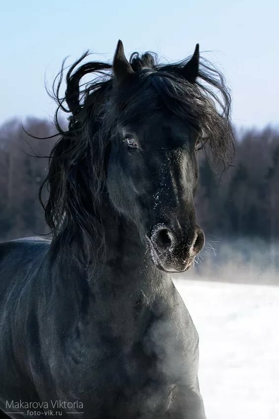 фризская лошадь фото