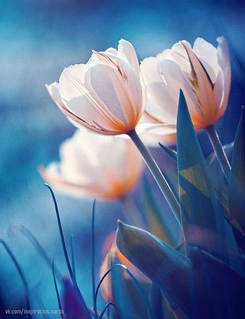 good morning pictures beautiful фото