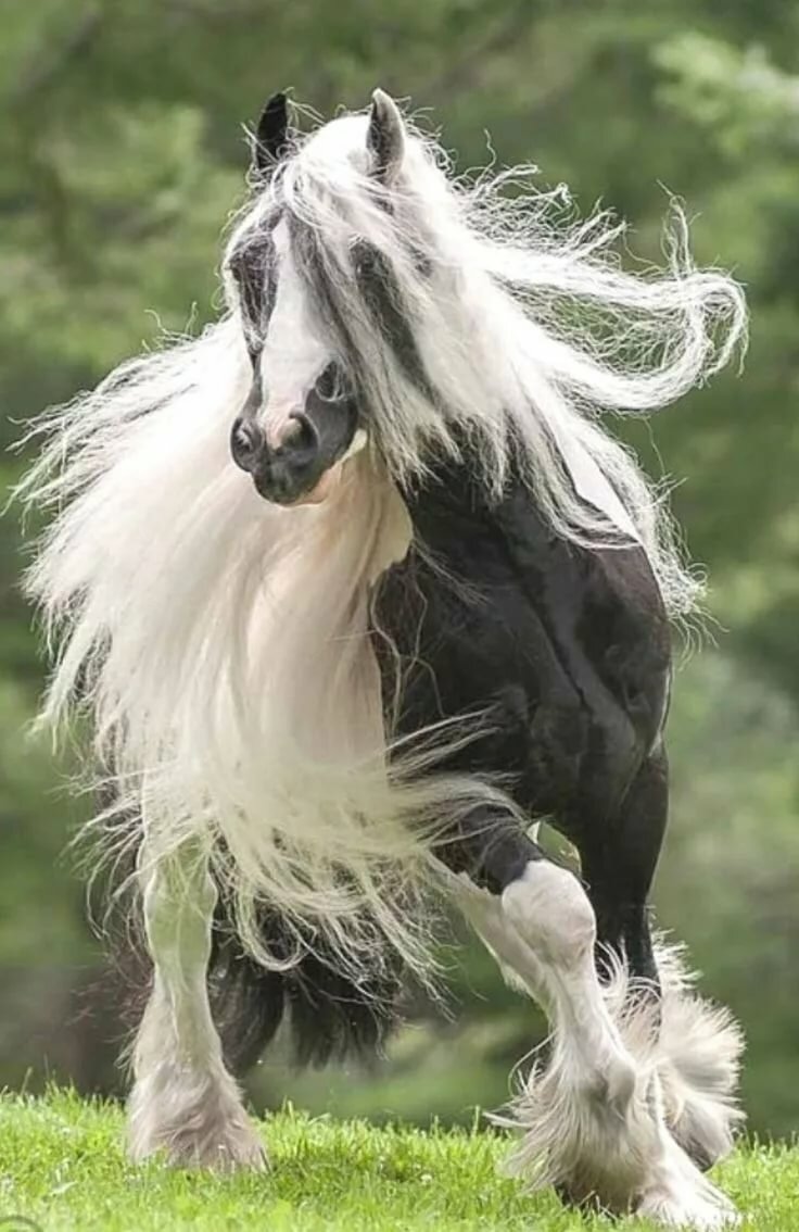 gypsy vanner лошадь фото