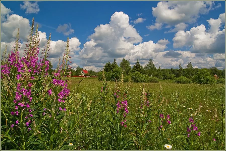 иван чай на лугу фото