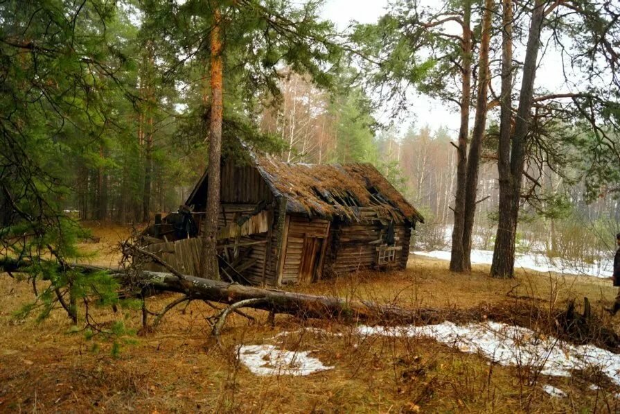 избушка в лесу картинки фото