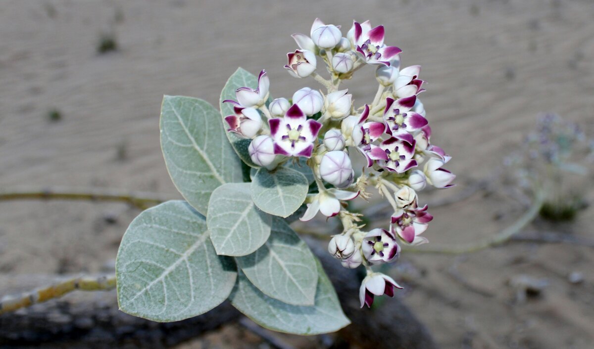 калотропис procera фото