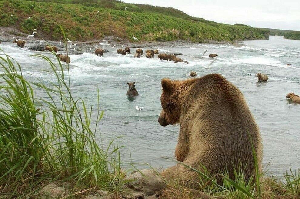 камчатка медведь плывет фото