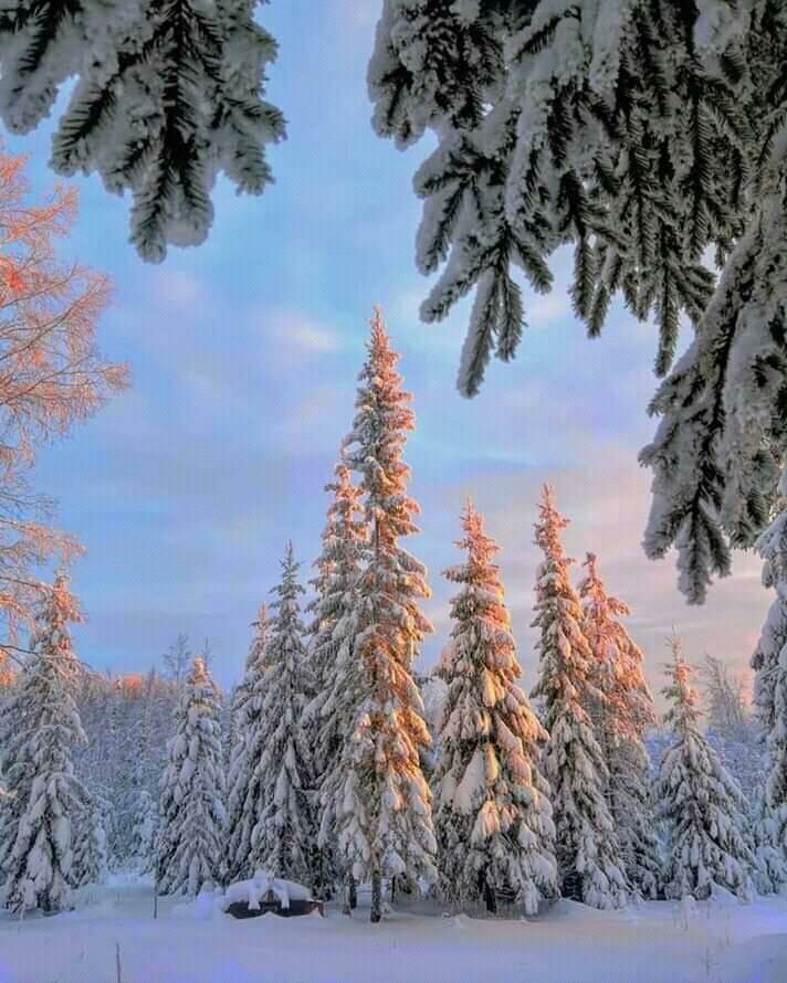 картинка зимнего леса якутии фото