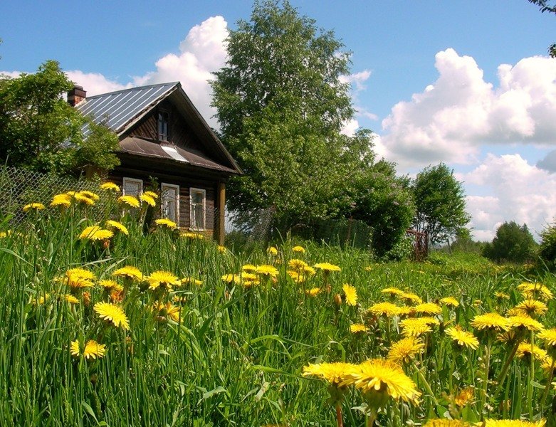 картинки луг деревни фото