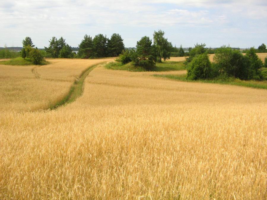 картинки поле рожь дорога фото