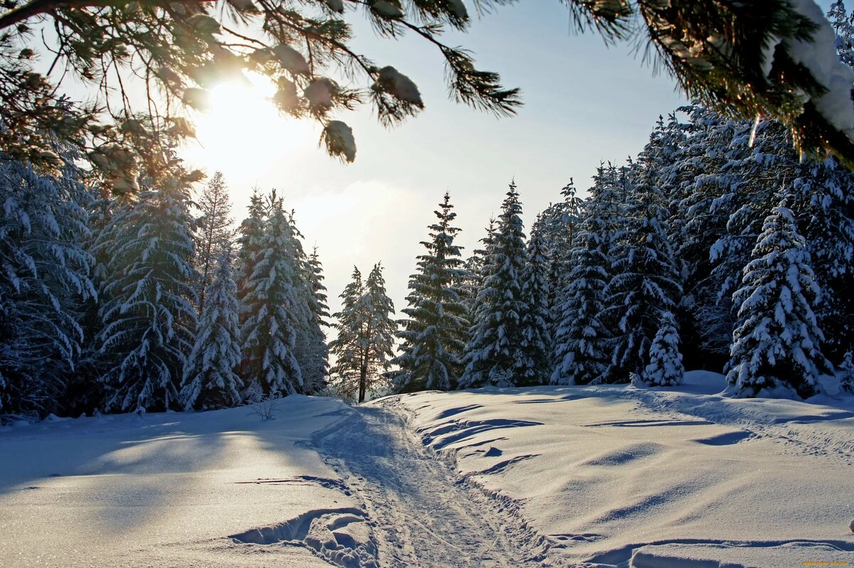 картинки зимнего леса фото