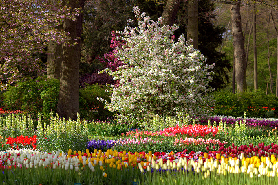 keukenhof gardens сады кекенхоф фото