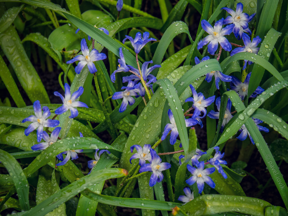 хионодокса forbesii фото