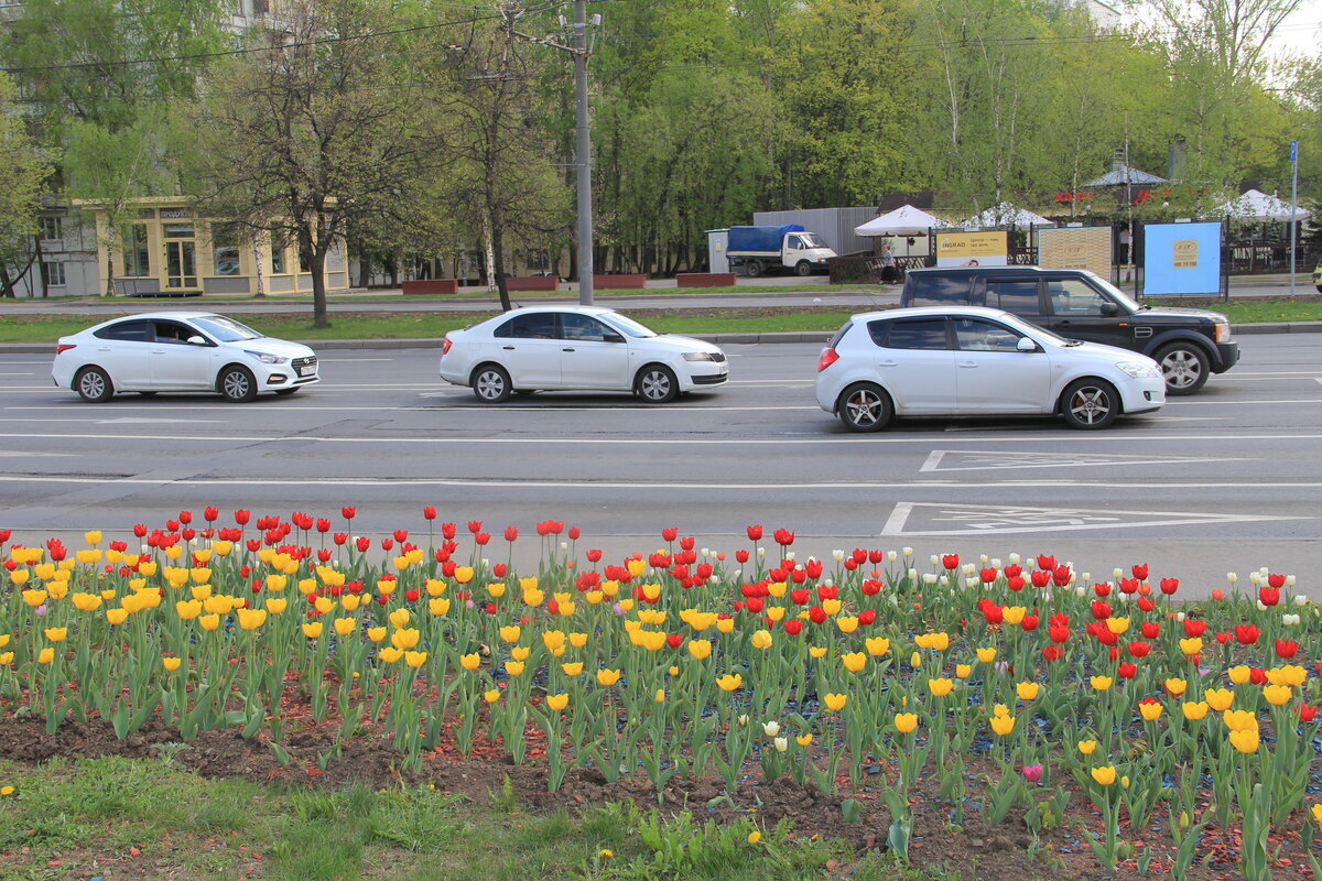 клумба в пензе фото