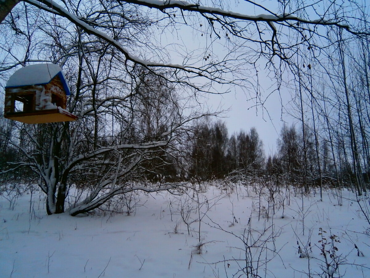 кормушка засыпанная снегом фото
