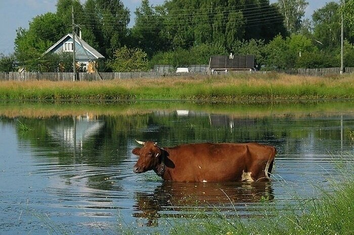 коровы в деревне возле речки фото