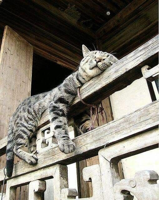 кошка на лестнице фото