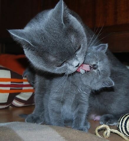 кошка умывает котенка фото