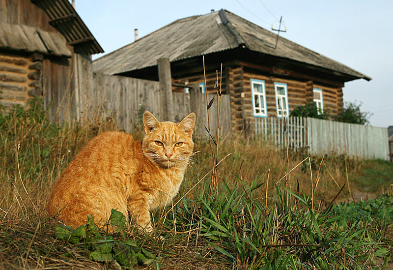 кошка в деревне фото
