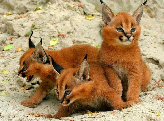 кошки породы каракал фото