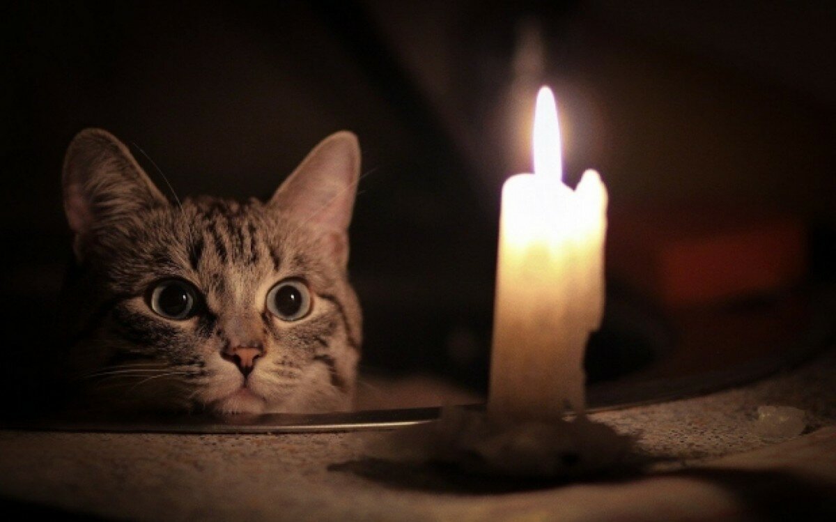 кот и свеча фото