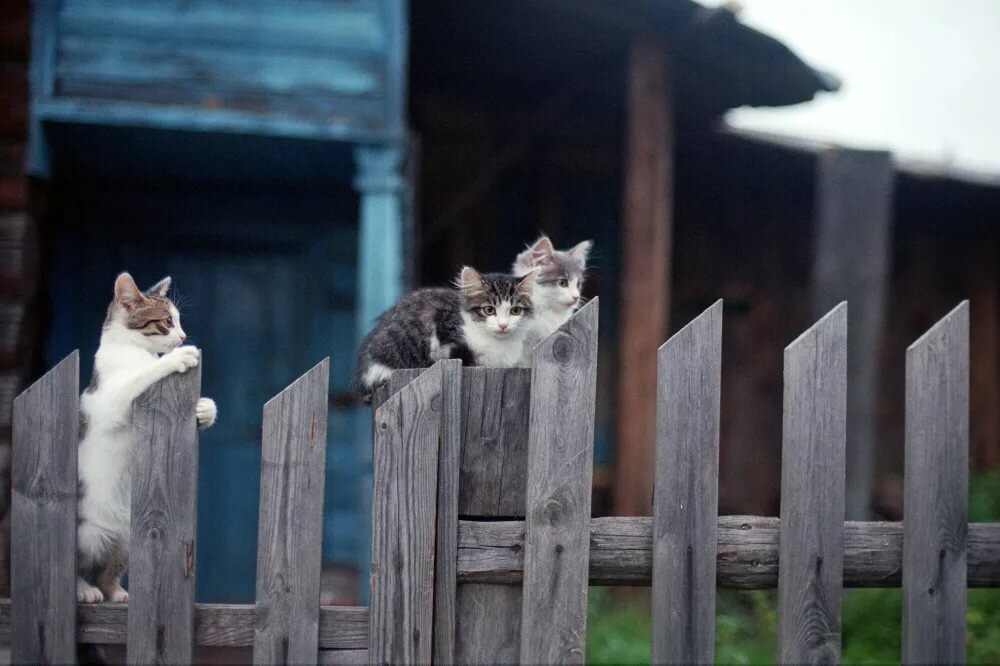 кот на заборе деревне фото