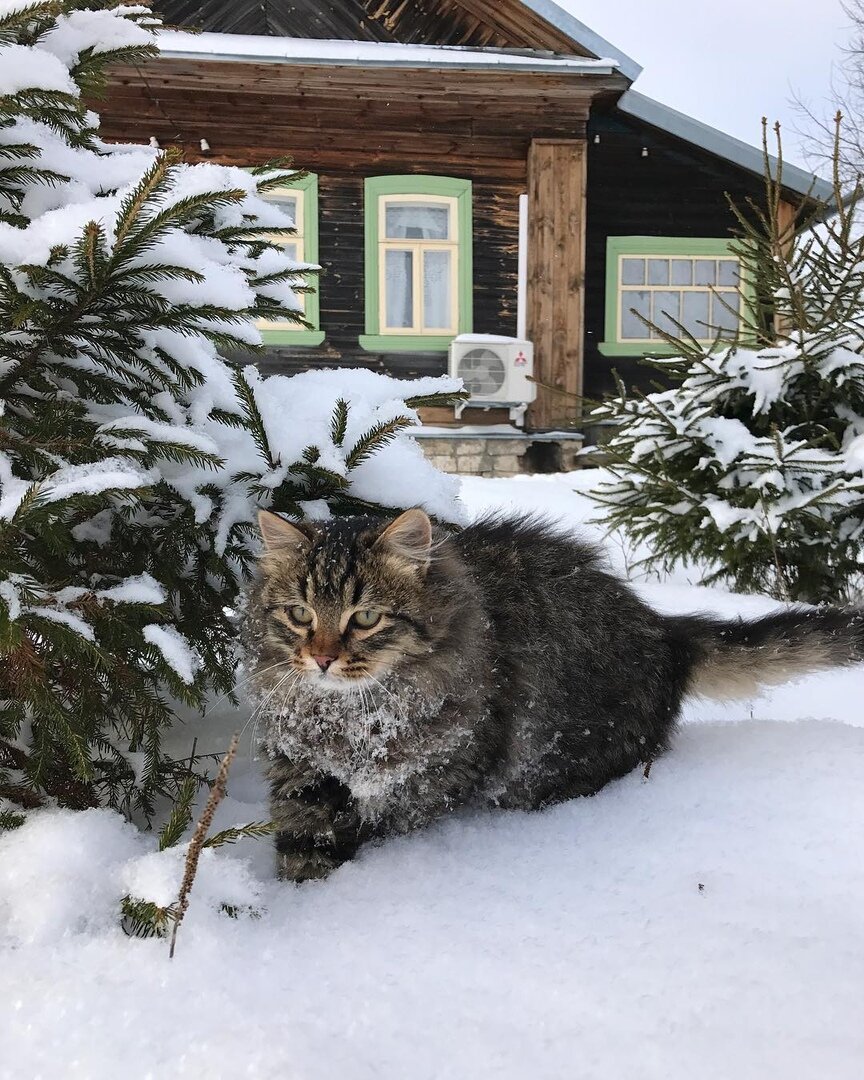 кот зима фото