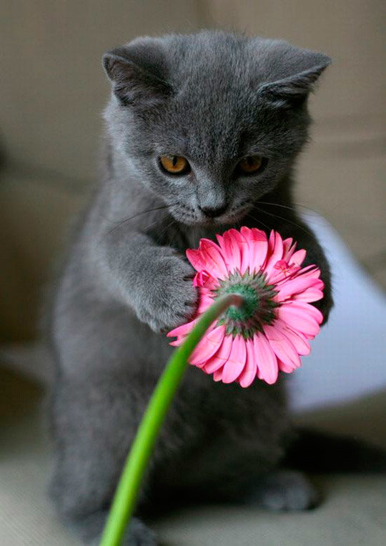 котенок с цветочком фото