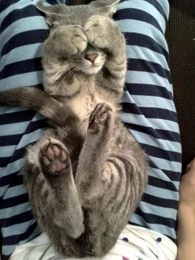 коты обнимают фото
