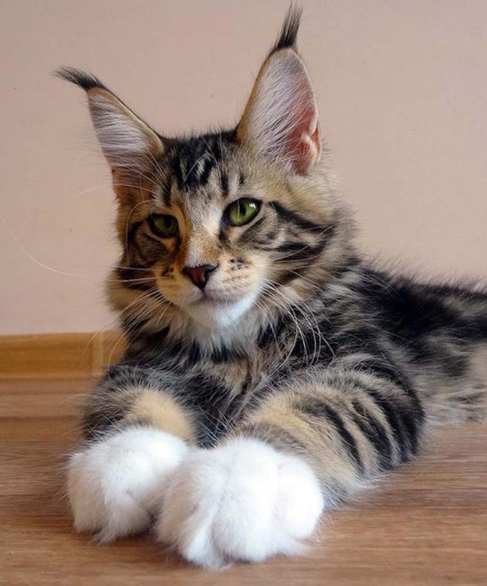 котята мейн кун фото