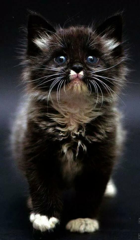 котята милые фото