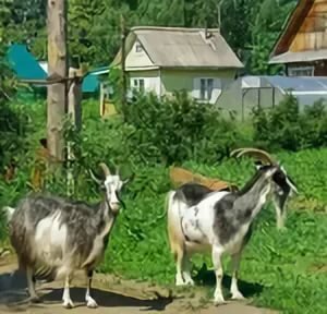 коза фото