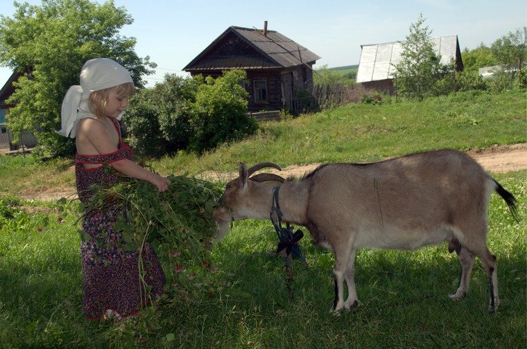 козы козинских фото