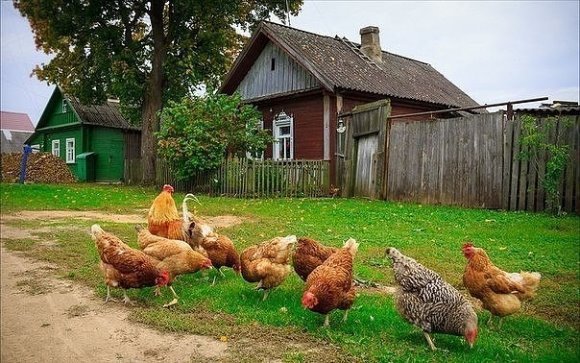 курочки в деревне фото