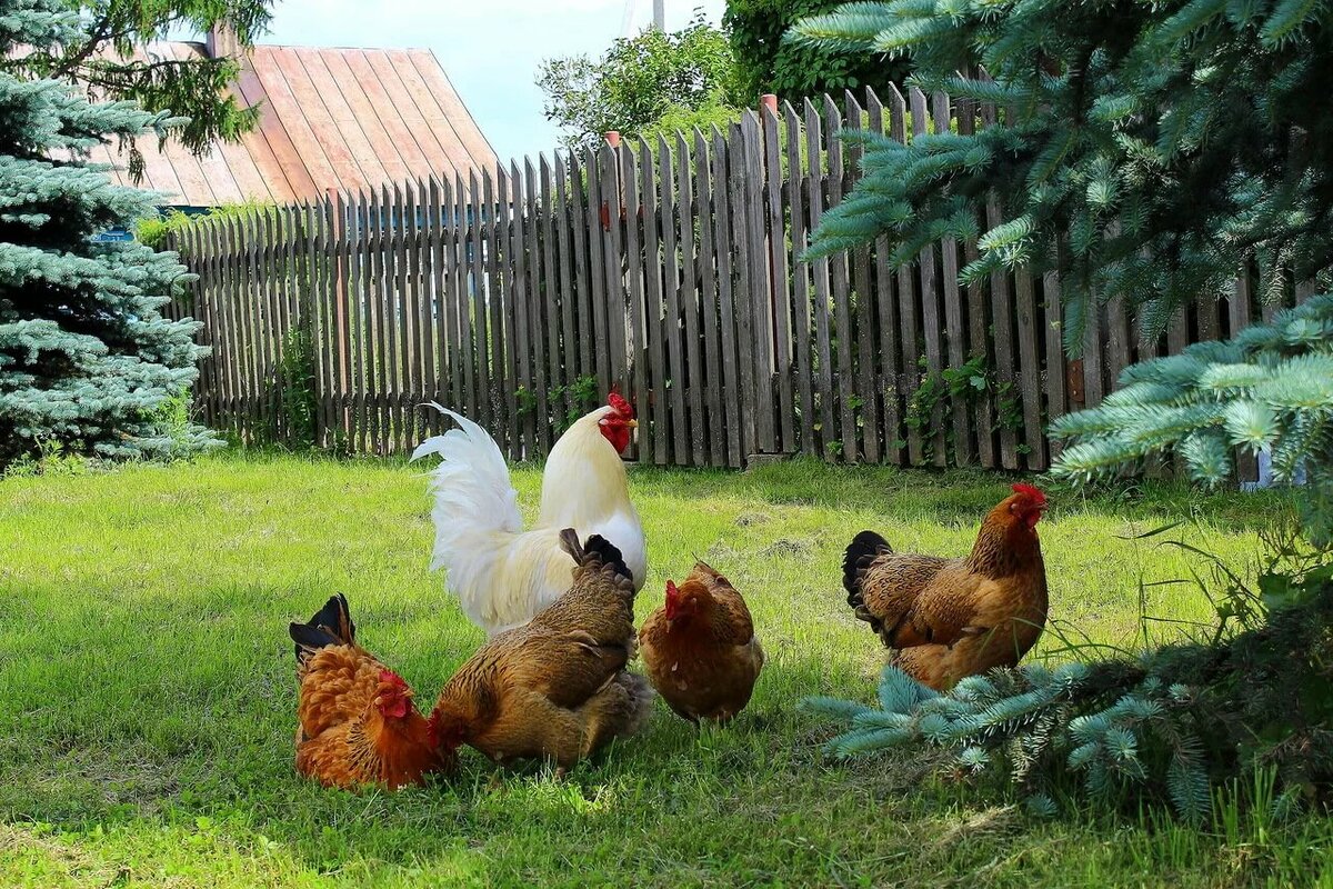 курочки в деревне фото