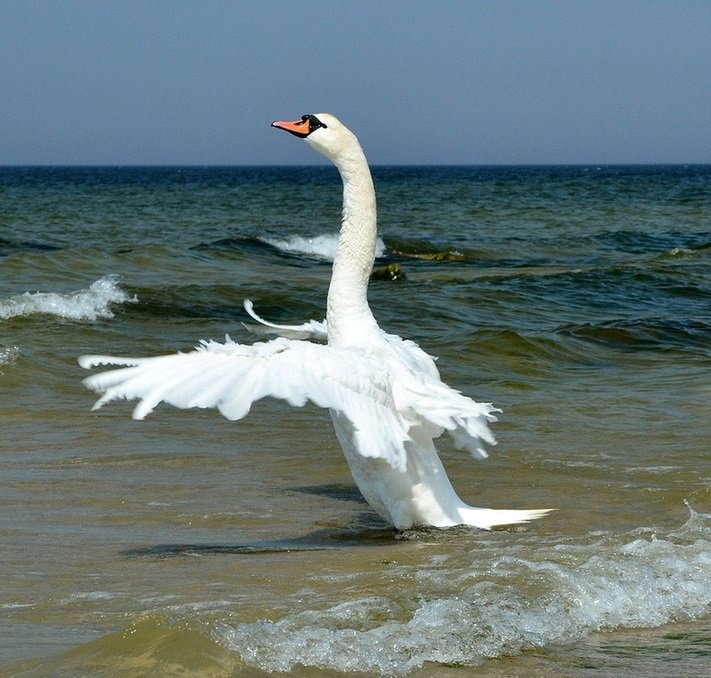 лебеди на море фото