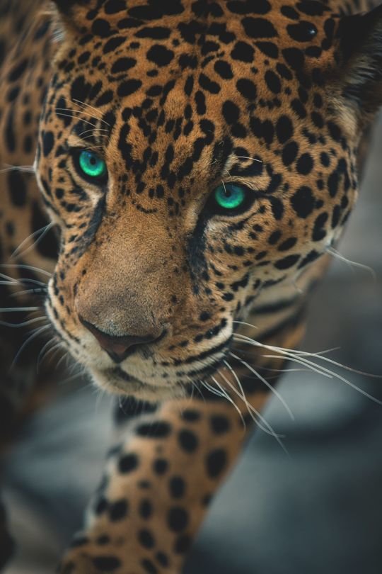 леопард с зелеными глазами фото