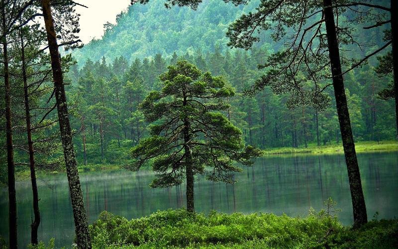 лес картинки фото